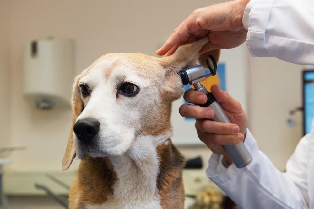 Veterinarian uses an otoscope to examine a Beagle's ear during a check-up.