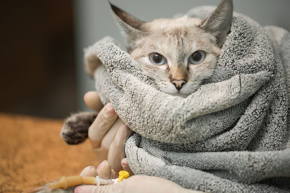 A small light-colored cat with blue eyes is wrapped snugly in a gray towel, being gently held by gloved hands. A catheter or medical tube is visible near the cat’s paw, suggesting a veterinary procedure or care setting.