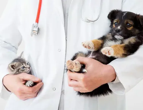 Common Puppy and Kitten Emergencies: Recognizing and Handling Urgent Issues