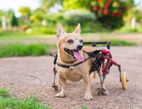 Assistive Devices: Harnesses, Carts, and Traction Aids
