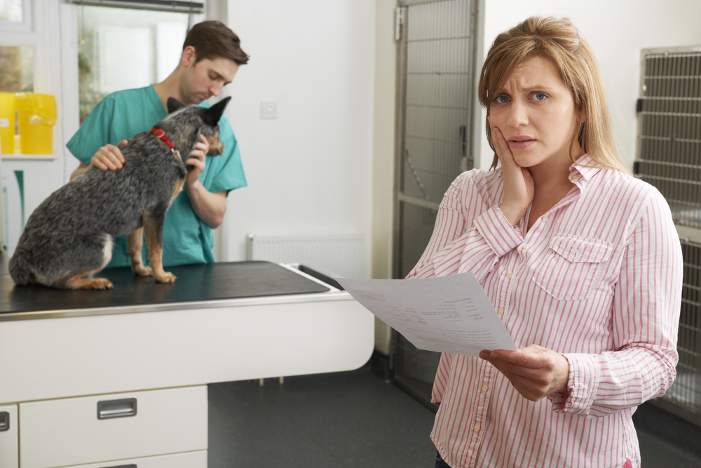 6 Questions to Ask When Considering Pet Health Insurance - Emerald Animal  Hospital