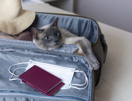 Rules for Traveling with Your Pet