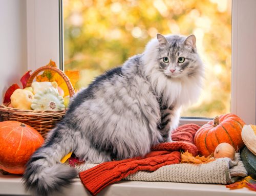 What’s on the Menu? How to Serve a Pet-Safe Thanksgiving