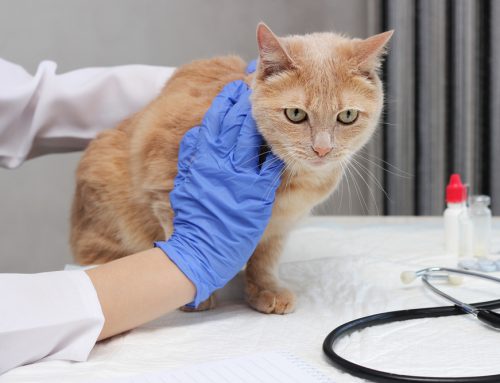 5 Convincing Reasons to Give Pet Parasite Preventives Year-Round
