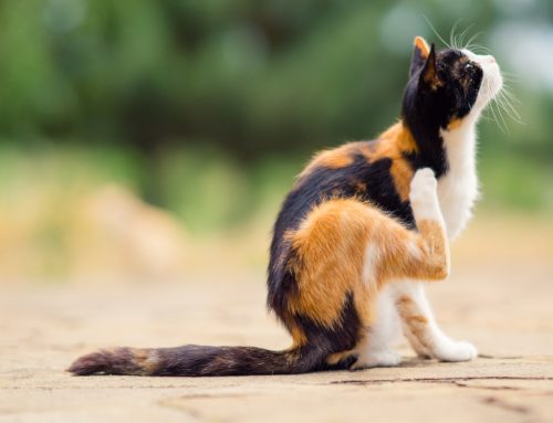 4 Reasons Your Pet Is Itchy