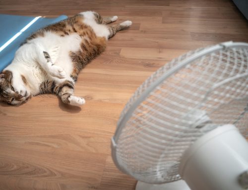 Sizzling Safety Tips for Pets