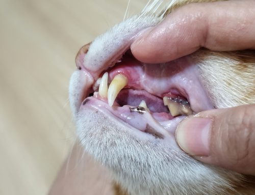 Don’t Overlook Your Pet’s Oral Health
