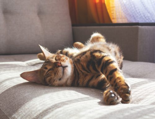 Empower Your Cat: Tips for Encouraging Natural Behaviors