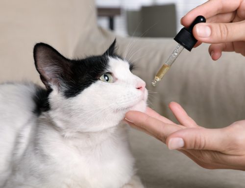 10 Pro Tips: Medicating Your Pet the Safe and Easy Way