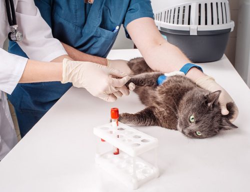 Silent Symptoms: What Bloodwork Uncovers Before It’s Too Late