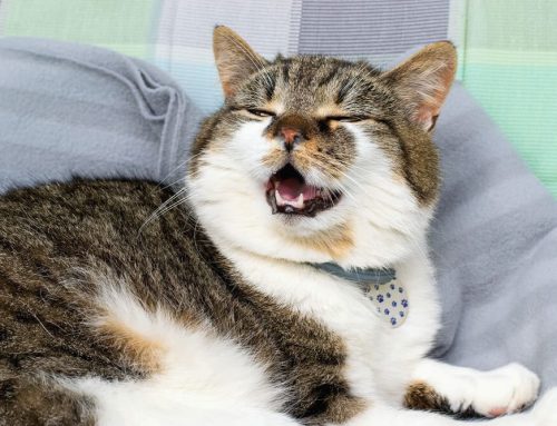 Coughing, sneezing, wheezing, reverse sneezing, snoring, and more- what does it mean?