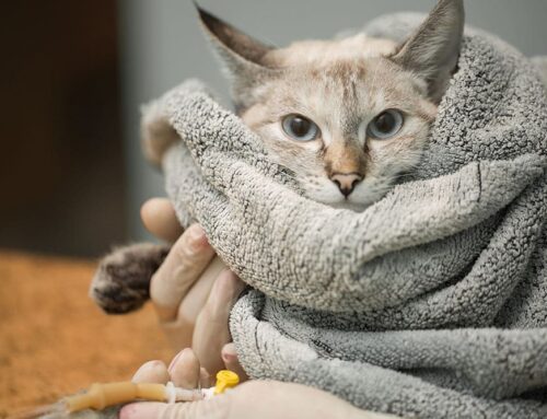 Body Condition Score: How to Score and Why It Matters