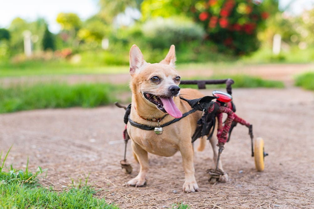 A small, tan dog with its tongue out stands happily on a dirt path while using a custom canine wheelchair for mobility support.