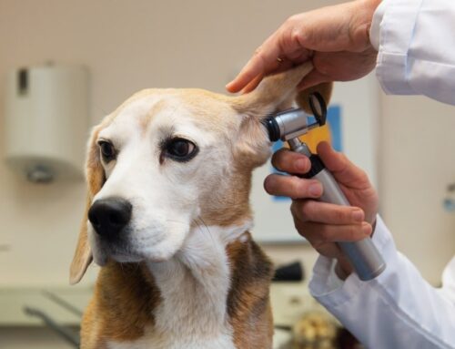 Ear Infections in Dogs: How to Prevent and Treat Recurring Issues